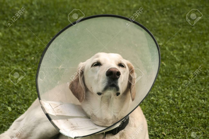 114319227-female-cream-labrador-dog-wearing-elizabethan-plastic-cone-medical-collar-around-neck-for-anti-bite-.jpg