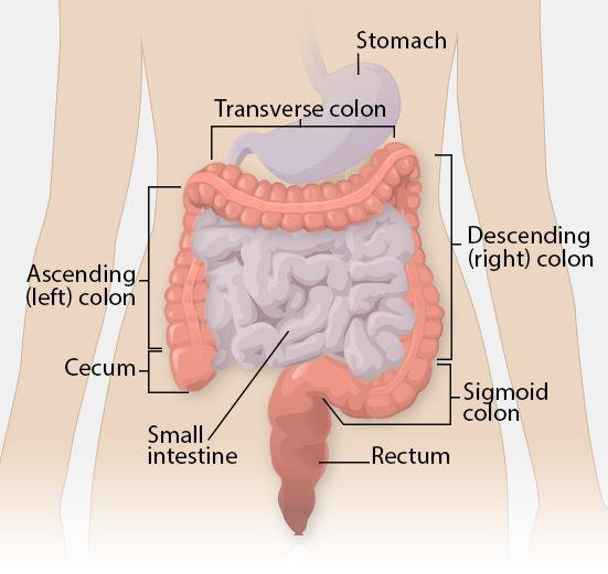 Colon.jpg