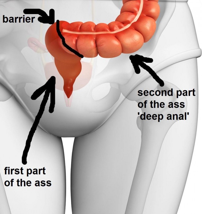 anal.jpg