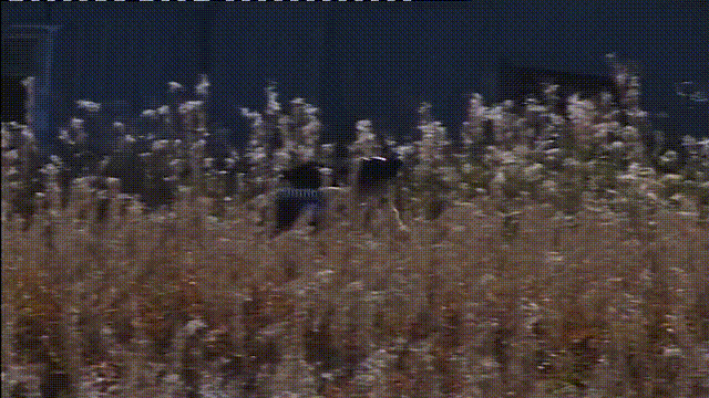 Idea101.gif