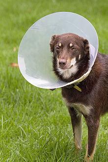 Kelpie_wearing_an_Elizabethan_collar.jpg